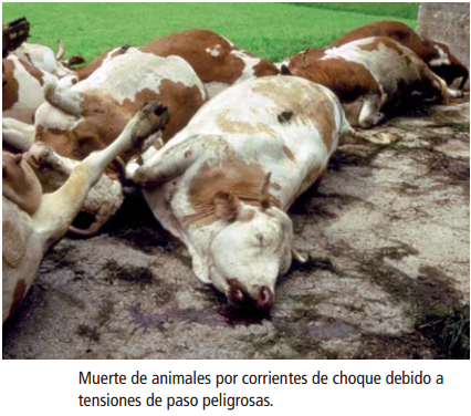 MuerteDeAnimales